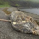Мертвые дары моря